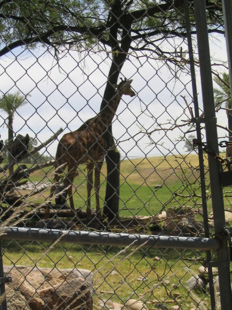 458x617 pixels (260K)